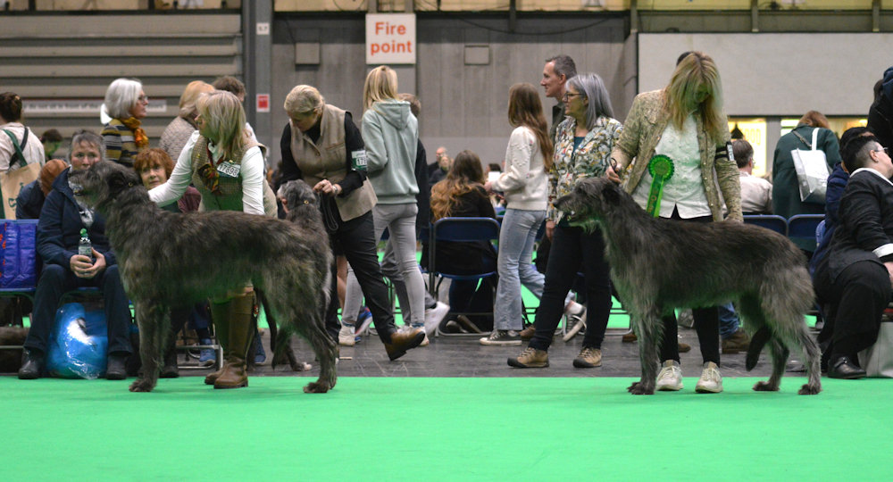 CC Winners Crufts 2017